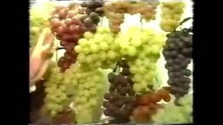 Funeral Meme Choque Da Uva