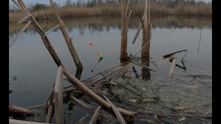 БОЛОТНЫЕ МОНСТРЫ утаскивают ПОПЛАВОК ! Рыбалка на огромных КАРАСЕЙ в апреле !!