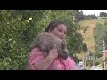 Dunedin pet rabbit goes walking