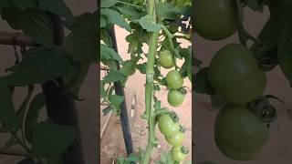 🍅✂️ Prune Your Tomatoes Like This for a Massive Harvest! 🔥🌱 #tomato #tomatotips #shorts #garden