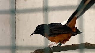 Burung murai batu asli tangkapan hutan aceh, biasa disapa Murai batu MH, sadiss