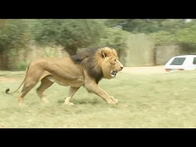 Una turista estadounidense muere por el ataque de un león en un parque  natural sudafricano - YouTube