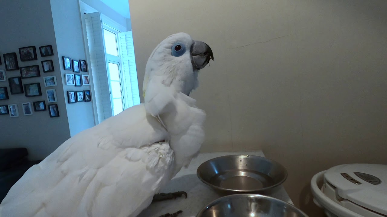 Meeting a Blue-eyed Cockatoo Parrot 