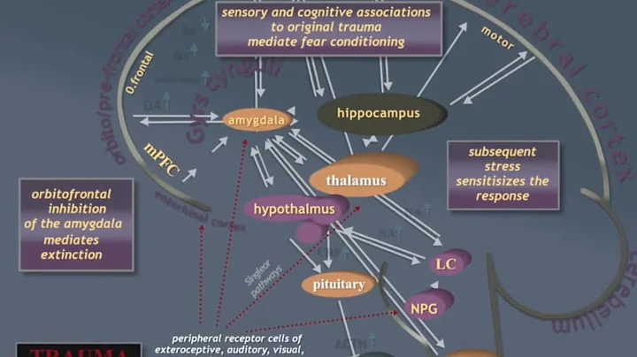 Stress Trauma & Safety   Dr Allan N Schore 7 of 9