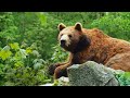 YouTube TV Spot 30s 2025 Grizzly Bear USA