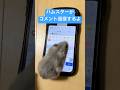 ハムスターからコメント返信が来るかも!? #ハムスター #ハムスターのいる生活 #shorts