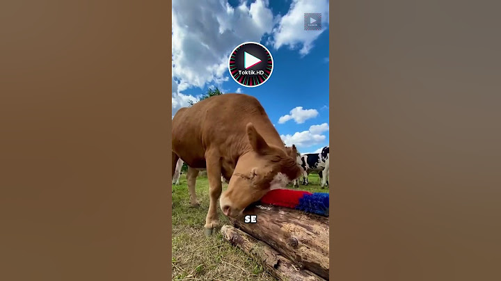 Cet homme à découvert le secret pour rendre ces vaches heureuses 😱 #découverte #incroyable #vaches