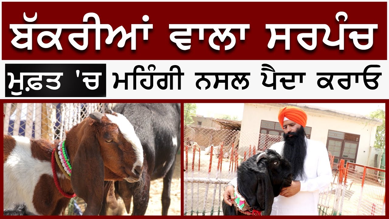 Bakriyan ਵਾਲਾ Sarpanch | Free 'ਚ ਮਹਿੰਗੀ ਨਸਲ ਪੈਦਾ ਕਰਾਓ | Goat farming | Breeding Farm | बकरी पालन