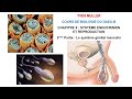 Chapitre 6 - 2ème Partie : Le système génital masculin - Cours de Biologie du DAEU-B