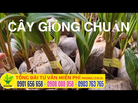 Video Dừa xiêm đỏ Mã Lai - youtube