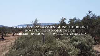Ojai, California Specimen Tree Nursery - Progressive Environmental Industries, Inc.