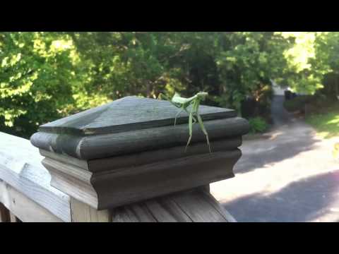 Praying Mantis Attack! - hilarious!