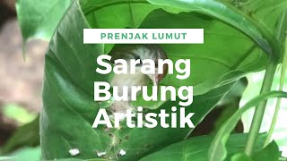 Proses Pembuatan Sarang Burung Prenjak Lumut yang Artistik