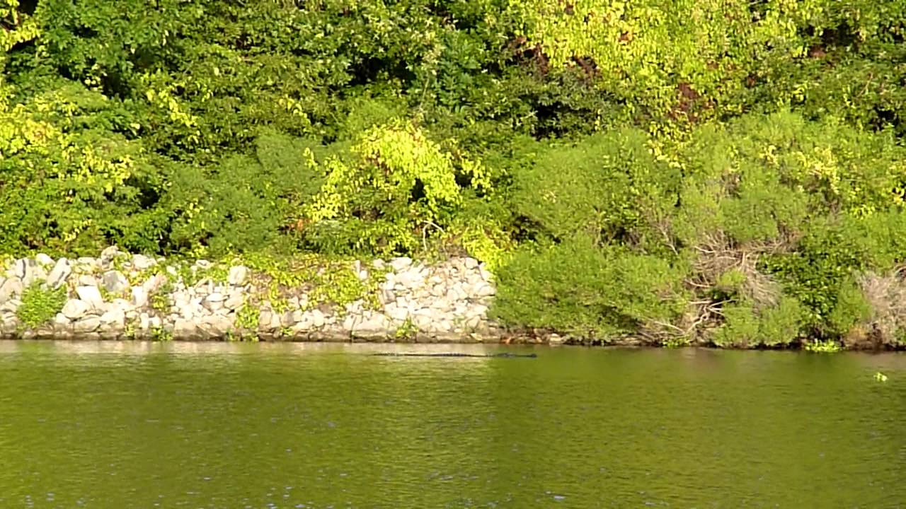 20140822 Alligator at Columbus Lake Tombigbee River YouTube