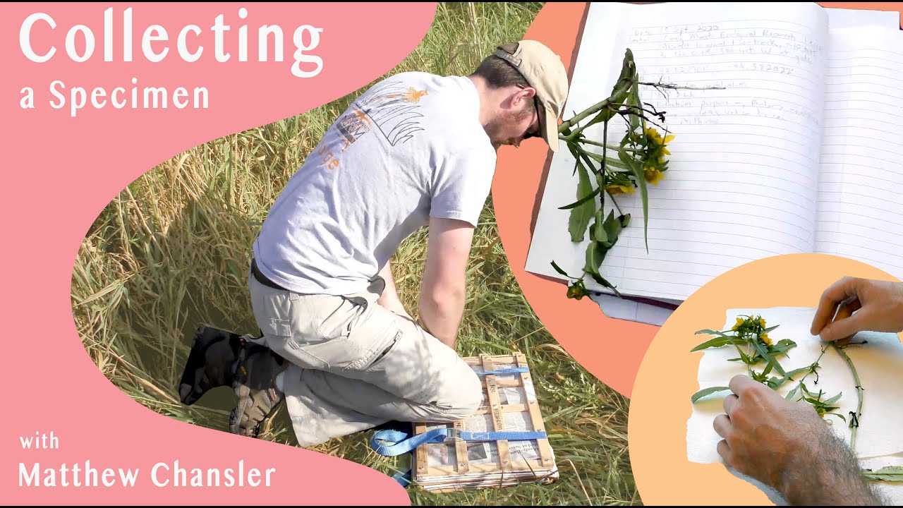 Collecting a Specimen YouTube