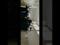 4K学校で歌うま女子高生ねねがマリーゴールド/あいみょんを歌ってみんなで聞いてる時の動画