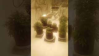 Update on my indoor Auto flower and photo combo grow