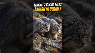 🐱 Momen dua kucing palas berdekatan seperti ini jarang banget terlihat