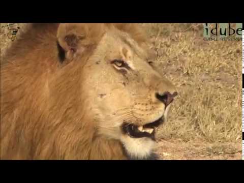 שאגת אריה Roaring lion - YouTube