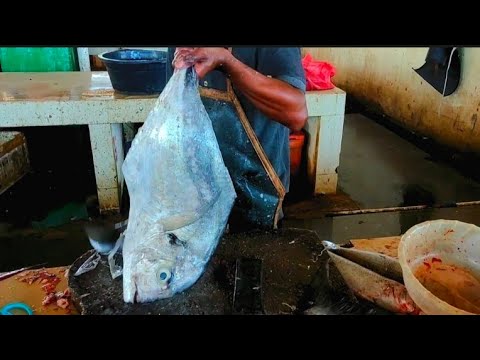 Skil Master Pemotongan Ikan Pasar || Keahlian Pemotongan Ikan Rumbai ...