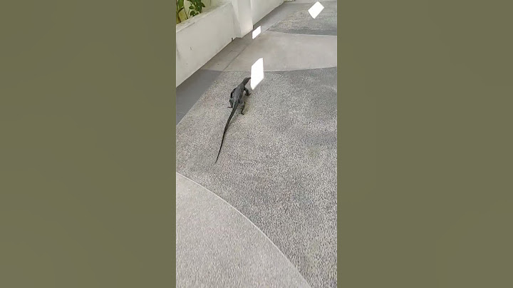 Monitor lizard in Punggol