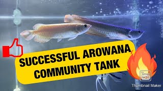 Successful Arowana Community Process And Setup