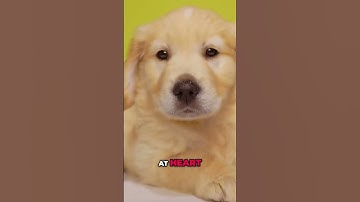 Golden Retriever: Training, Playful Energy, & Problem-Solving Skills! #shorts