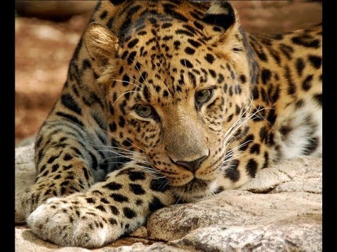 Vídeo: Os 7 Grandes Felinos Do Mundo E Onde Vê-los Em Estado Selvagem
