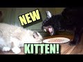 Talking Kitty Cat 65 - Meet The New Kitten!