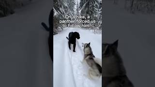 Panther Forced Us To Follow For Help wholesome animals animal nature
