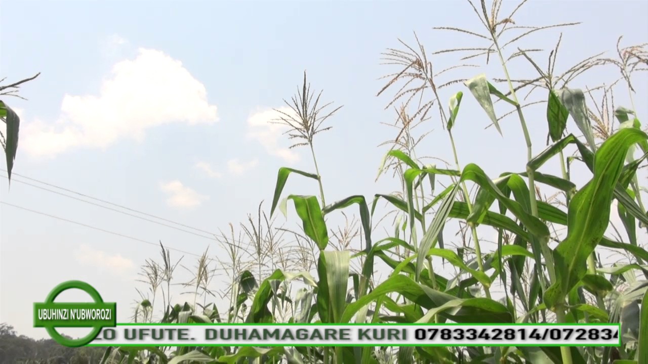 Ikiganiro UBUHINZI n'Ubworozi: UBUHINZI BW'IBIGORI  KAMONYI