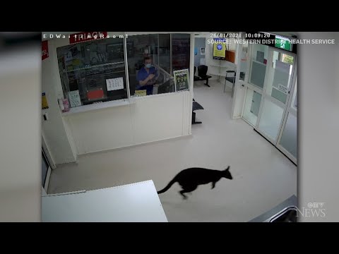 Caught on cam:  Wallaby hops into Aussie hospital