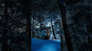 Wolf's way #shorts #nft #001 #photo #motiongraphics #digitalart #photoshop