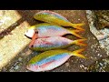 Rainbow Runner Fish Cutting In Kasimedu Fish Market