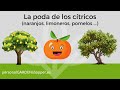 La poda de los ctricos naranjos limoneros pomelos 