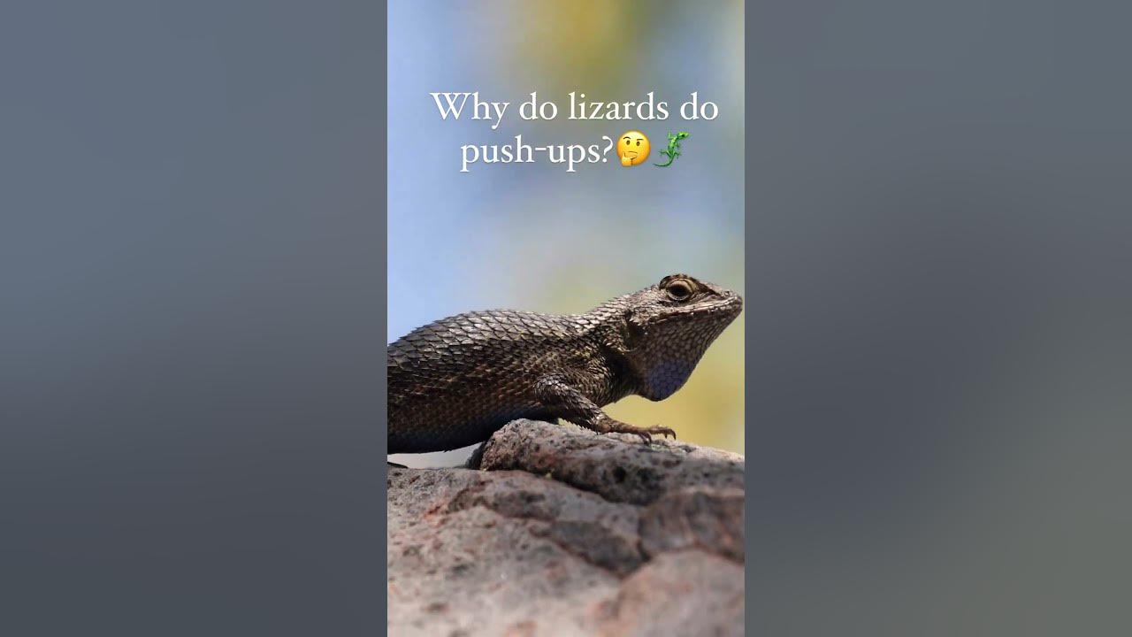 Why do lizards do push ups? What to know about Arizona geckos YouTube