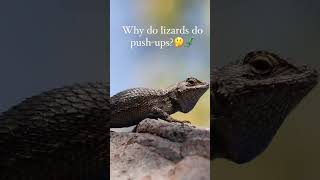 Why do lizards do push ups? What to know about Arizona geckos