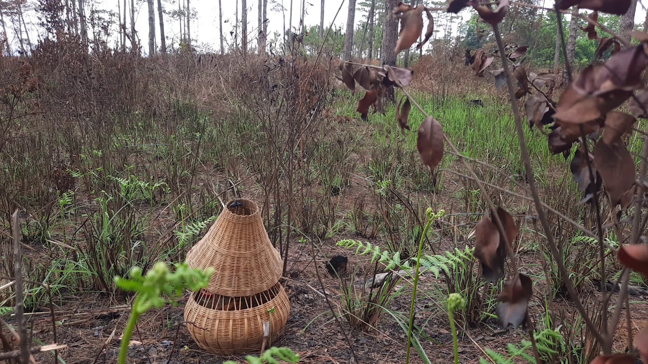 bấy đađa chiều(6/3/2021)