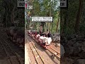 Traditional outdoor roller coaster 😲🎢🌳                               🎥: Viralhog