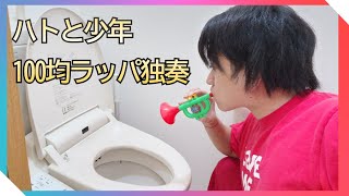 100均のラッパでハトと少年吹いてみた【トランペット】