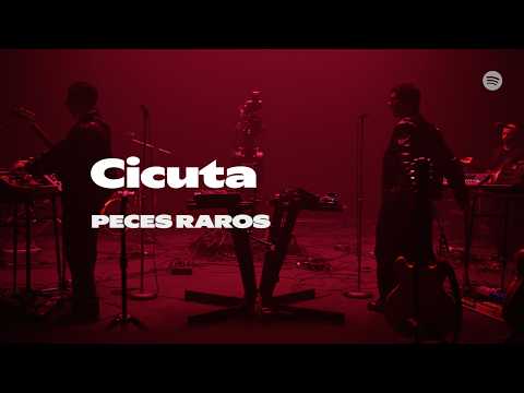 Cicuta | Peces Raros | Spotify Session