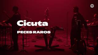 Cicuta | Peces Raros | Spotify Session