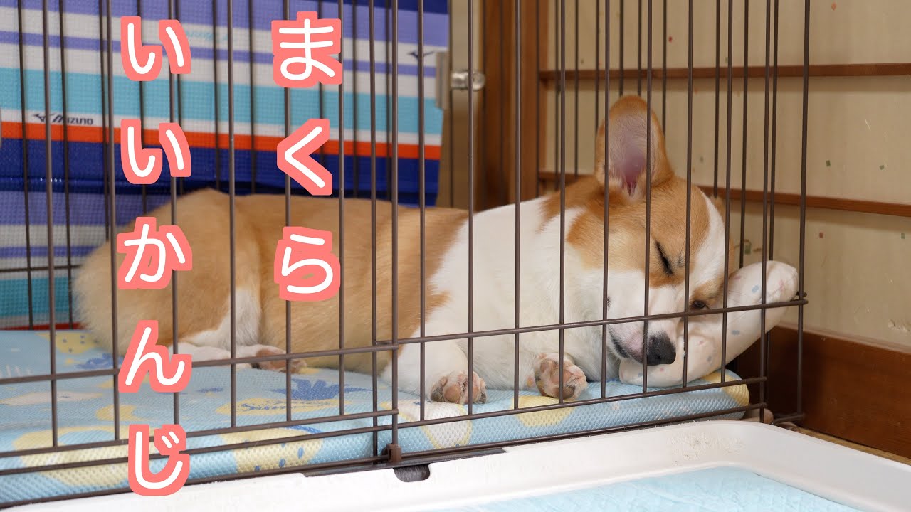 アインとおじさん第71話　秋とまったりのアイン