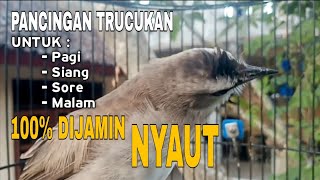 Suara Pancingan Trucukan Pagi, Siang, Sore, Malam 100 Dijamin Bikin Lawan Langsung Emosi Nyaut