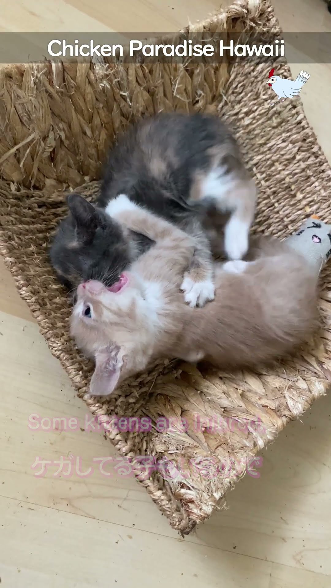 Four stray kitten siblings