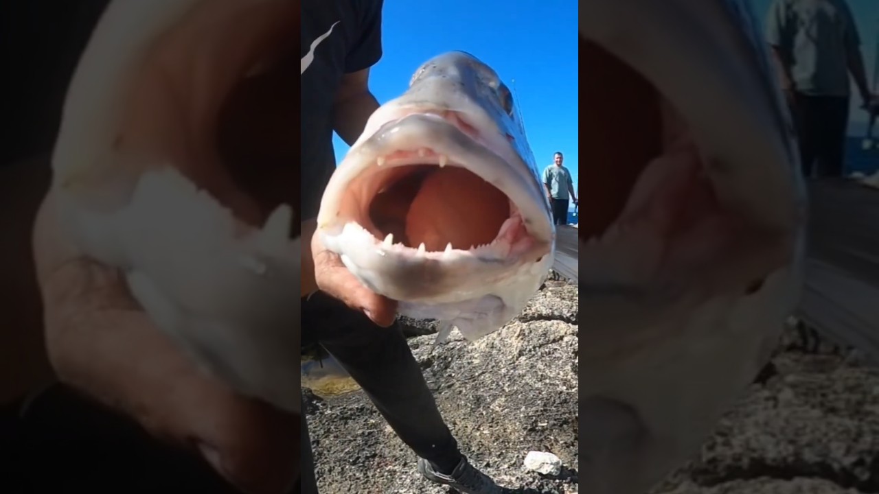 🦊 ΤΕΡΆΣΤΙΕΣ ΣΥΝΑΓΡΙΔΕΣ 🦊🇬🇷🦈🦈