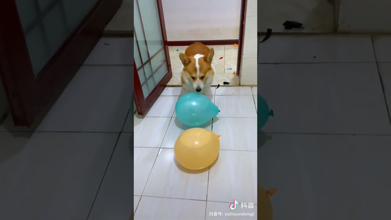 【Tiktok】イッヌかわいい😆【中国】#Shorts