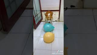 【Tiktok】イッヌかわいい