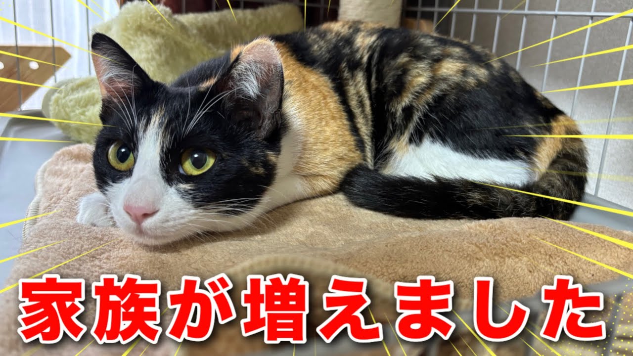 【ご報告】わが家にもう1匹、猫をお迎えしました。