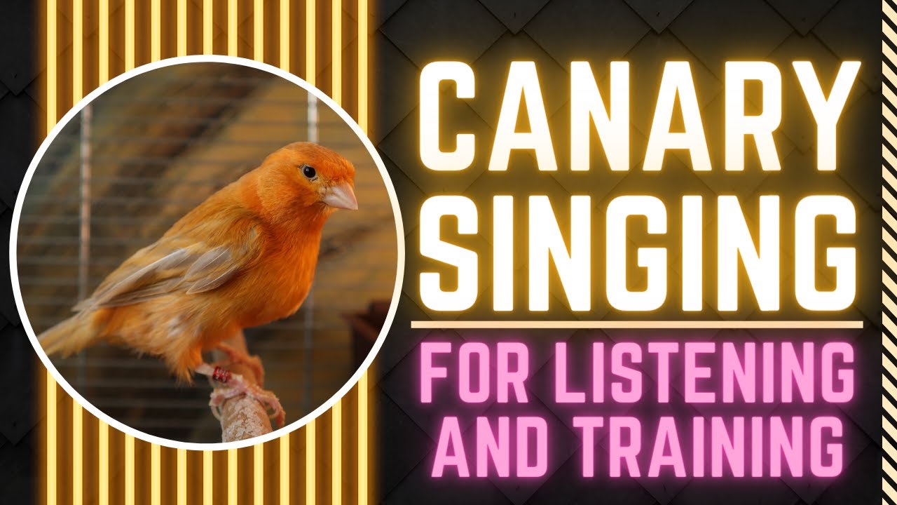 Curated visual reference: Visual Reference: Amazing Canary Singing Master In Fullhd 60Fps